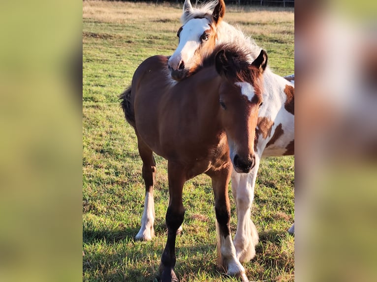 Cob Irlandese / Tinker / Gypsy Vanner Stallone Puledri
 (05/2024) Baio in Hanstedt