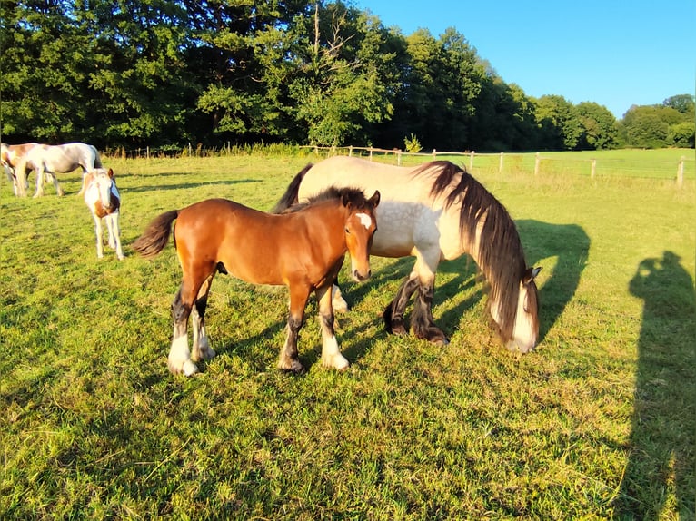 Cob Irlandese / Tinker / Gypsy Vanner Stallone Puledri
 (05/2024) Baio in Hanstedt