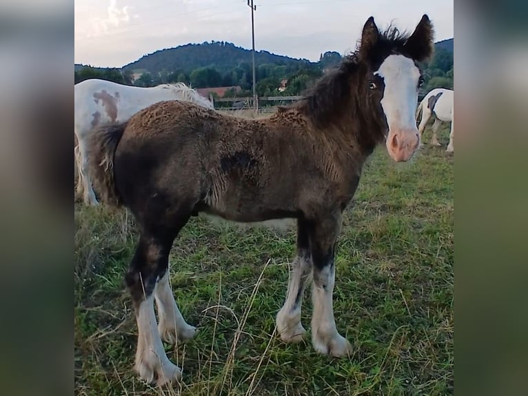 Cob Irlandese / Tinker / Gypsy Vanner Stallone Puledri (06/2024) Baio in Wlen