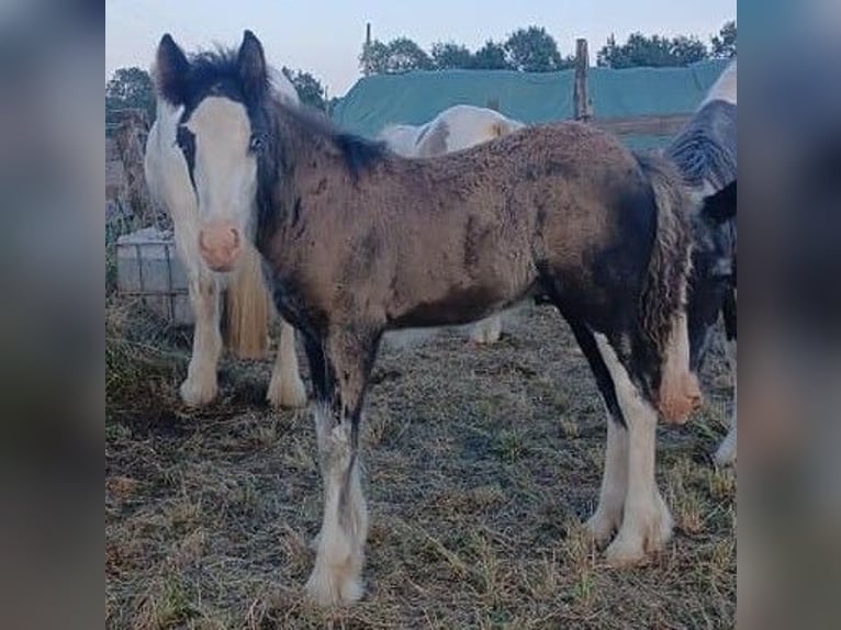 Cob Irlandese / Tinker / Gypsy Vanner Stallone Puledri (06/2024) Baio in Wlen