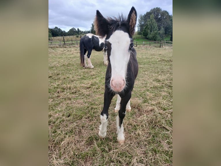 Cob Irlandese / Tinker / Gypsy Vanner Stallone Puledri (06/2024) Baio in Wlen