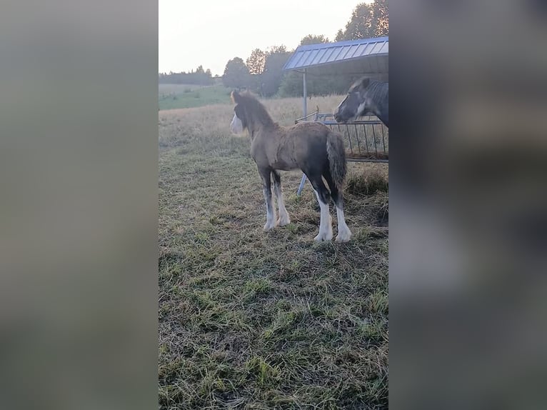 Cob Irlandese / Tinker / Gypsy Vanner Stallone Puledri (06/2024) Baio in Wlen