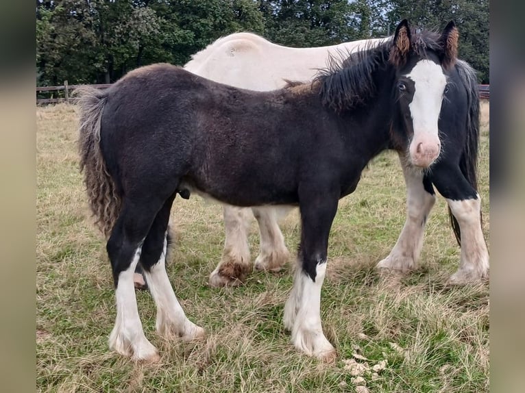 Cob Irlandese / Tinker / Gypsy Vanner Stallone Puledri (06/2024) Baio in Wlen