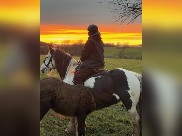 Cob Irlandese / Tinker / Gypsy Vanner Stallone  Baio scuro in Eisingen