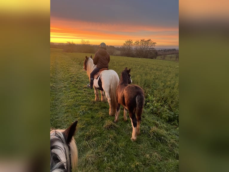 Cob Irlandese / Tinker / Gypsy Vanner Stallone  Baio scuro in Eisingen