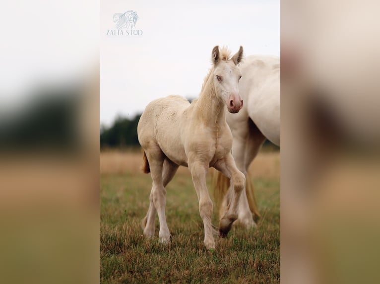 Cob Irlandese / Tinker / Gypsy Vanner Stallone Puledri
 (05/2024) Perlino in Stryków