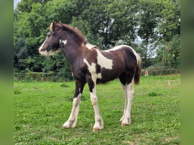 Cob Irlandese / Tinker / Gypsy Vanner Stallone Puledri (04/2024) Pezzato in Sömmerda