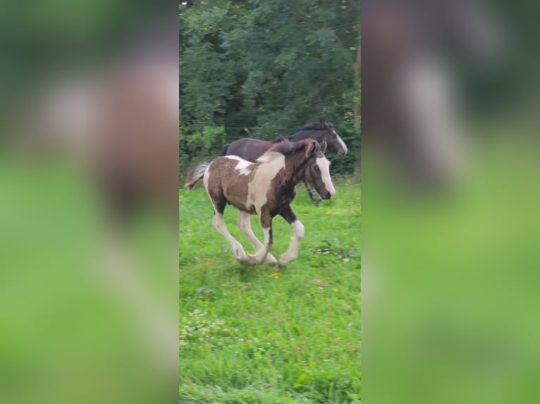 Cob Irlandese / Tinker / Gypsy Vanner Stallone Puledri (04/2024) Pezzato in Sömmerda