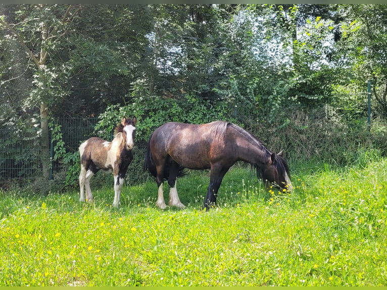 Cob Irlandese / Tinker / Gypsy Vanner Stallone Puledri (04/2024) Pezzato in Sömmerda