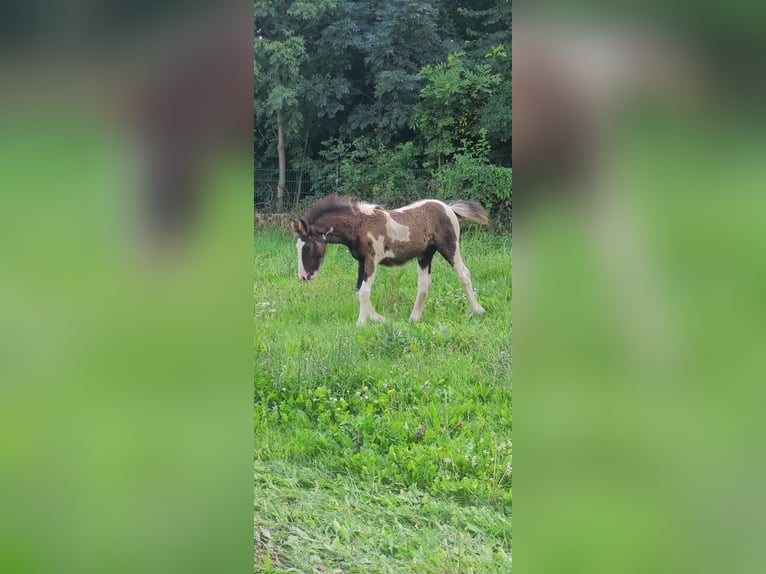 Cob Irlandese / Tinker / Gypsy Vanner Stallone Puledri (04/2024) Pezzato in Sömmerda