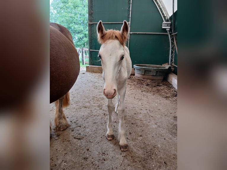 Cob Irlandese / Tinker / Gypsy Vanner Stallone Puledri (04/2024) Sabino in Wlen