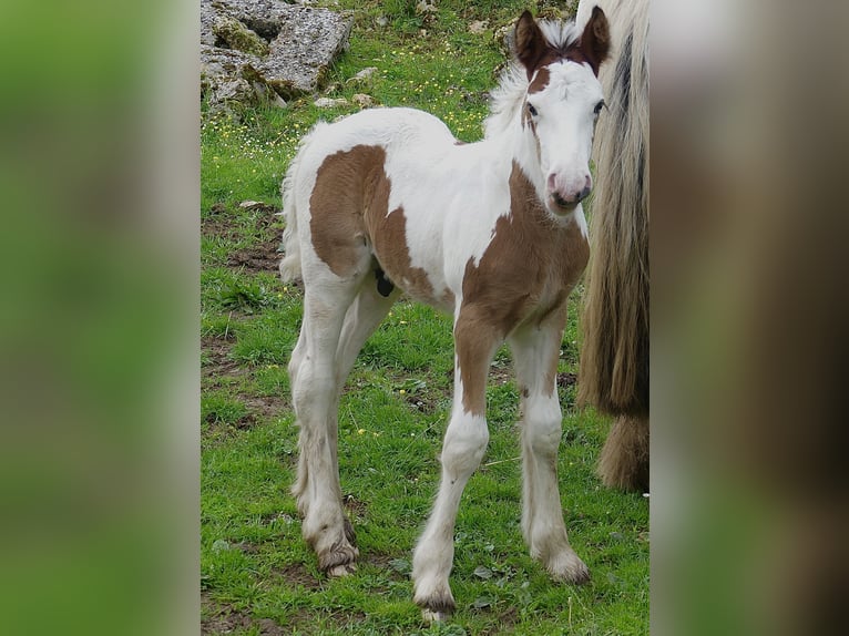 Cob Irlandese / Tinker / Gypsy Vanner Stallone Puledri (01/2024) Tobiano-tutti i colori in Villers en Arthies