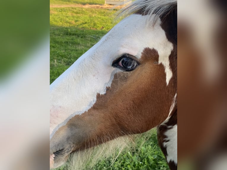 Cob Irlandese / Tinker / Gypsy Vanner Stallone Puledri (01/2024) Tobiano-tutti i colori in Villers en Arthies