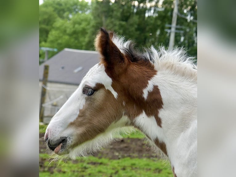 Cob Irlandese / Tinker / Gypsy Vanner Stallone Puledri (01/2024) Tobiano-tutti i colori in Villers en Arthies