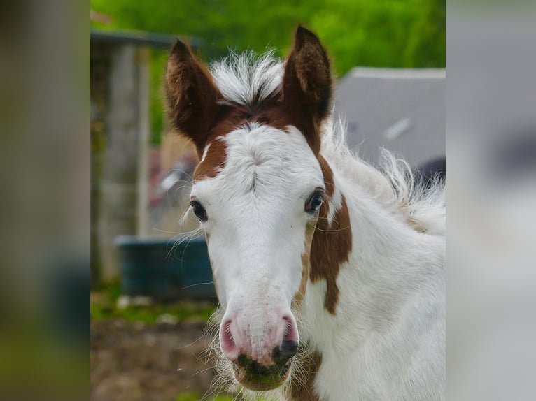 Cob Irlandese / Tinker / Gypsy Vanner Stallone Puledri (01/2024) Tobiano-tutti i colori in Villers en Arthies