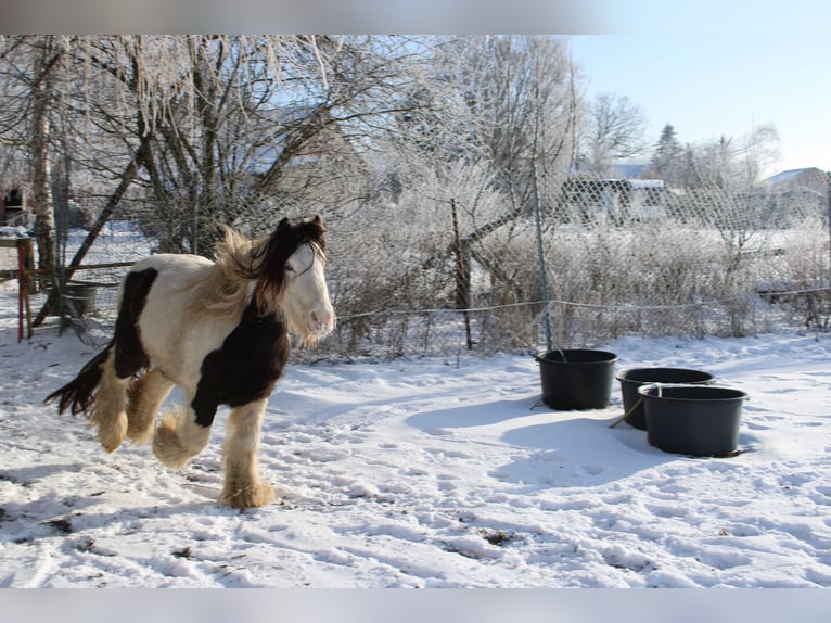 Cob Irlandese / Tinker / Gypsy Vanner Castrone 10 Anni 128 cm Pezzato in Rahden