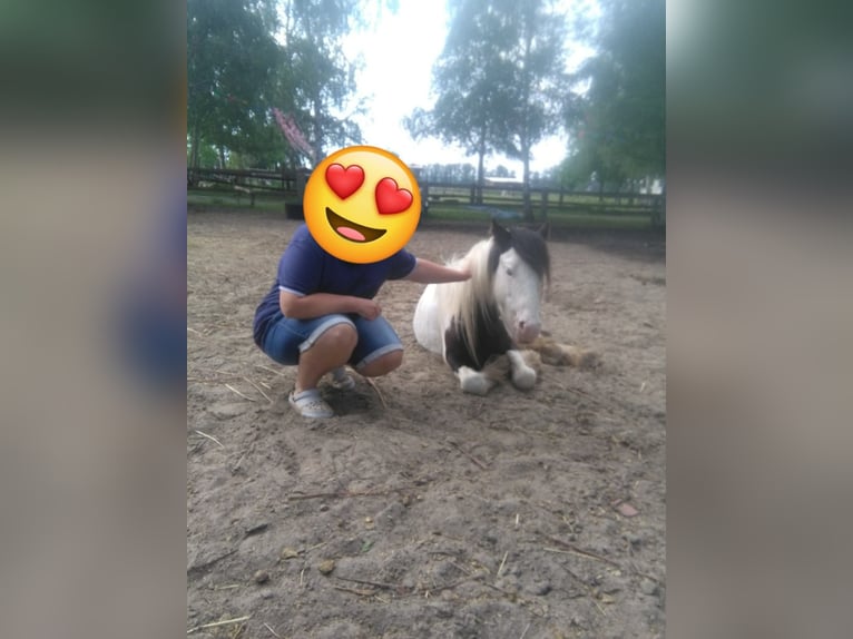 Cob Irlandese / Tinker / Gypsy Vanner Castrone 10 Anni 128 cm Pezzato in Rahden