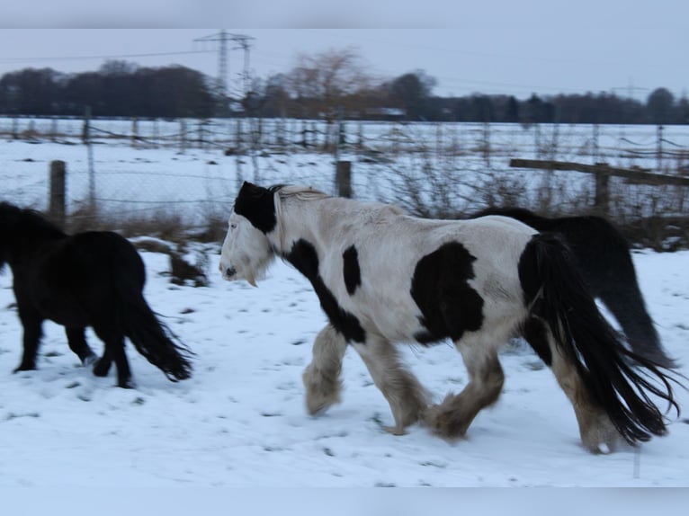 Cob Irlandese / Tinker / Gypsy Vanner Castrone 10 Anni 128 cm Pezzato in Rahden