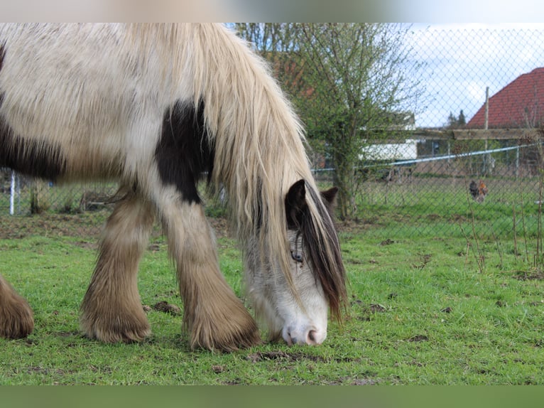 Cob Irlandese / Tinker / Gypsy Vanner Castrone 10 Anni 128 cm Pezzato in Rahden