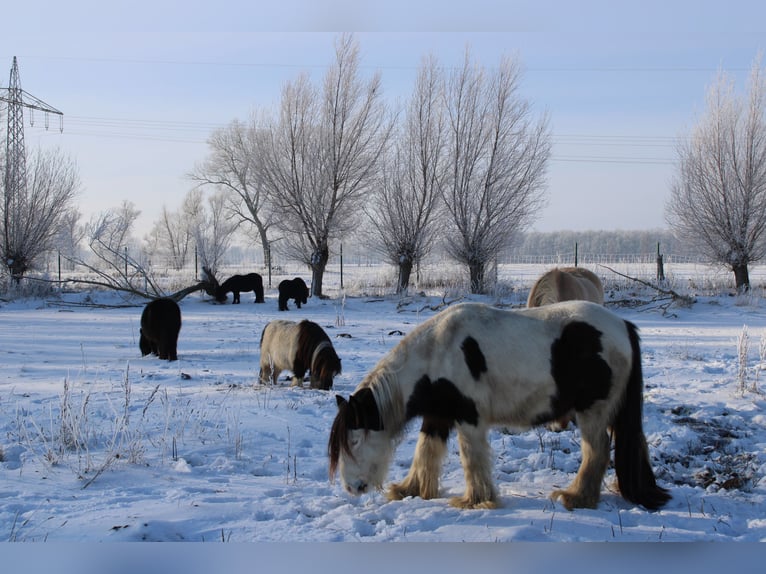 Cob Irlandese / Tinker / Gypsy Vanner Castrone 10 Anni 128 cm Pezzato in Rahden