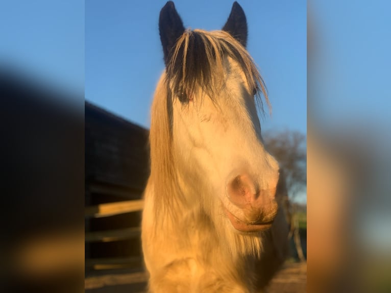 Cob Irlandese / Tinker / Gypsy Vanner Castrone 10 Anni 135 cm Grigio in Langenfeld