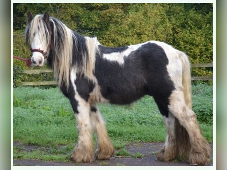Cob Irlandese / Tinker / Gypsy Vanner Castrone 10 Anni 135 cm Pezzato in Höhenkirchen-SiegertsbrunnSiegertsbrunn