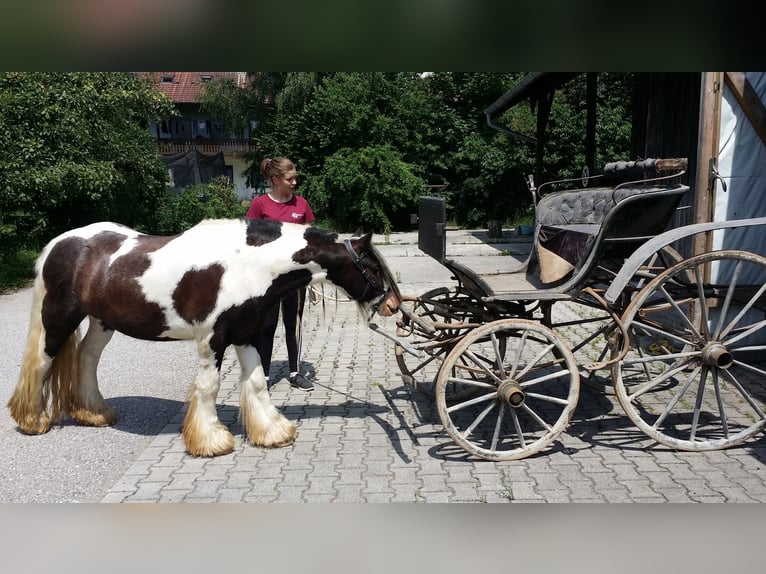 Cob Irlandese / Tinker / Gypsy Vanner Castrone 10 Anni 135 cm Pezzato in Höhenkirchen-SiegertsbrunnSiegertsbrunn