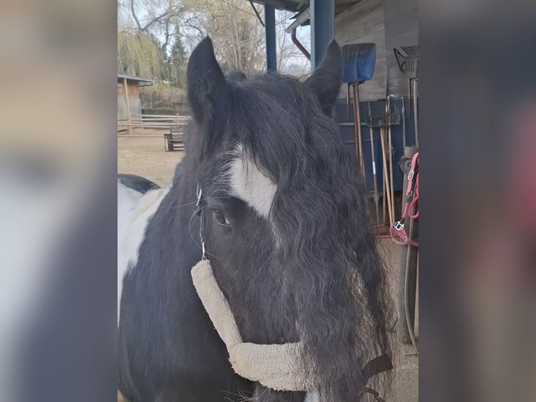 Cob Irlandese / Tinker / Gypsy Vanner Castrone 10 Anni 138 cm Pezzato in Maissau