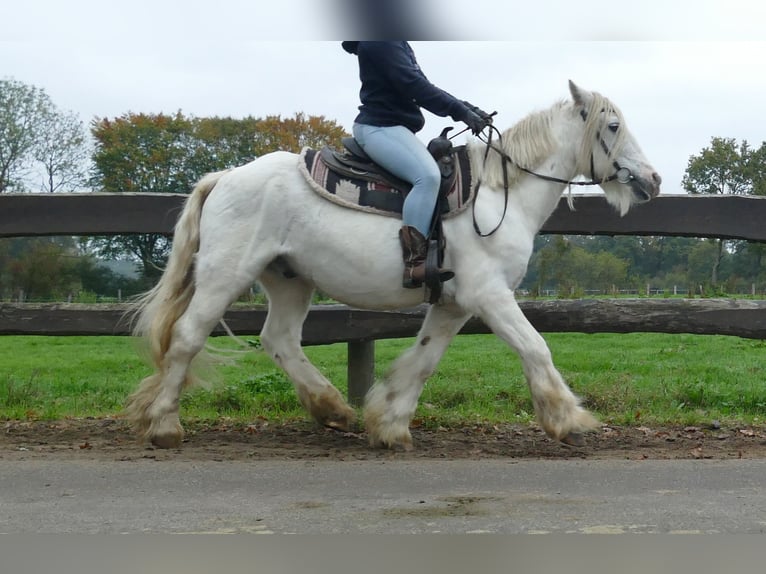 Cob Irlandese / Tinker / Gypsy Vanner Castrone 10 Anni 139 cm Grigio in Lathen