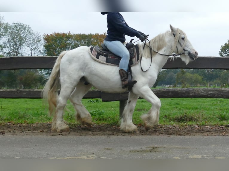 Cob Irlandese / Tinker / Gypsy Vanner Castrone 10 Anni 139 cm Grigio in Lathen