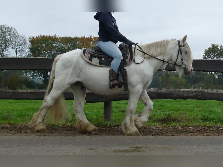 Cob Irlandese / Tinker / Gypsy Vanner Castrone 10 Anni 139 cm Grigio in Lathen