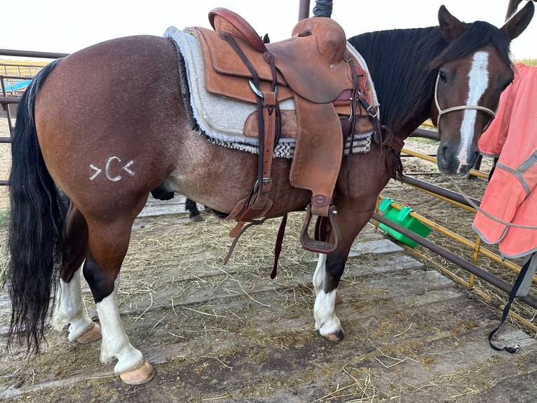 Cob Irlandese / Tinker / Gypsy Vanner Mix Castrone 10 Anni 140 cm Baio roano in Thedford