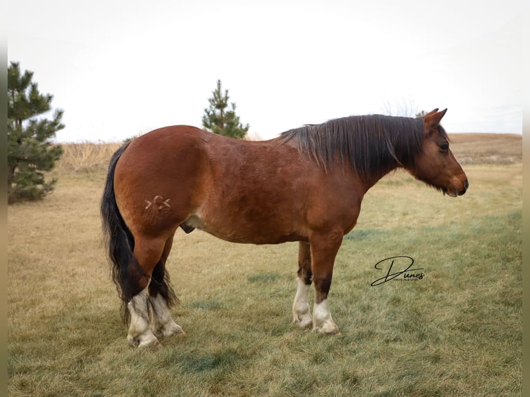 Cob Irlandese / Tinker / Gypsy Vanner Mix Castrone 10 Anni 140 cm Baio roano in Thedford