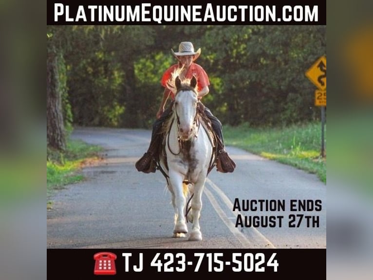 Cob Irlandese / Tinker / Gypsy Vanner Castrone 10 Anni 142 cm Sauro scuro in Cleveland TN