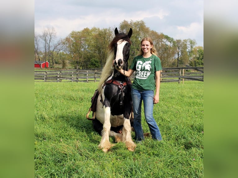 Cob Irlandese / Tinker / Gypsy Vanner Castrone 10 Anni 142 cm Tobiano-tutti i colori in London