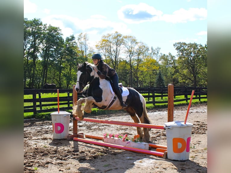 Cob Irlandese / Tinker / Gypsy Vanner Castrone 10 Anni 142 cm Tobiano-tutti i colori in London