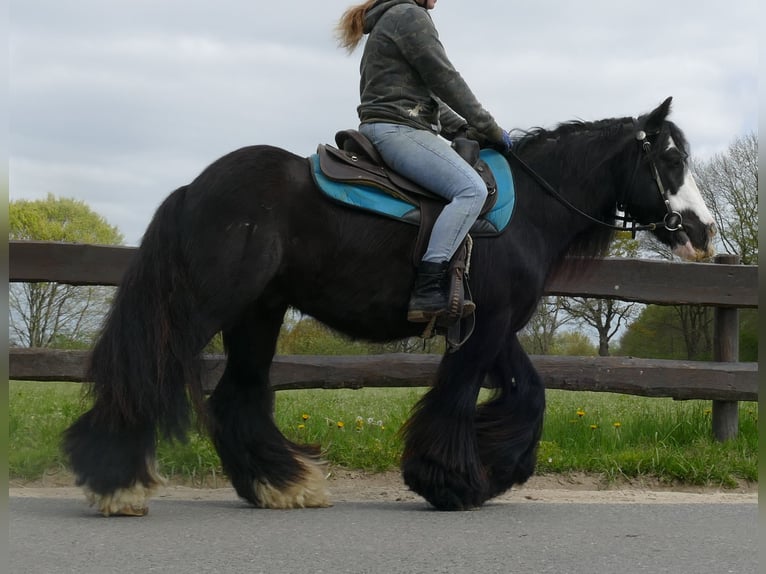 Cob Irlandese / Tinker / Gypsy Vanner Castrone 10 Anni 143 cm Morello in Sustrum