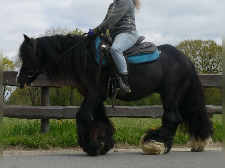 Cob Irlandese / Tinker / Gypsy Vanner Castrone 10 Anni 143 cm Morello in Sustrum