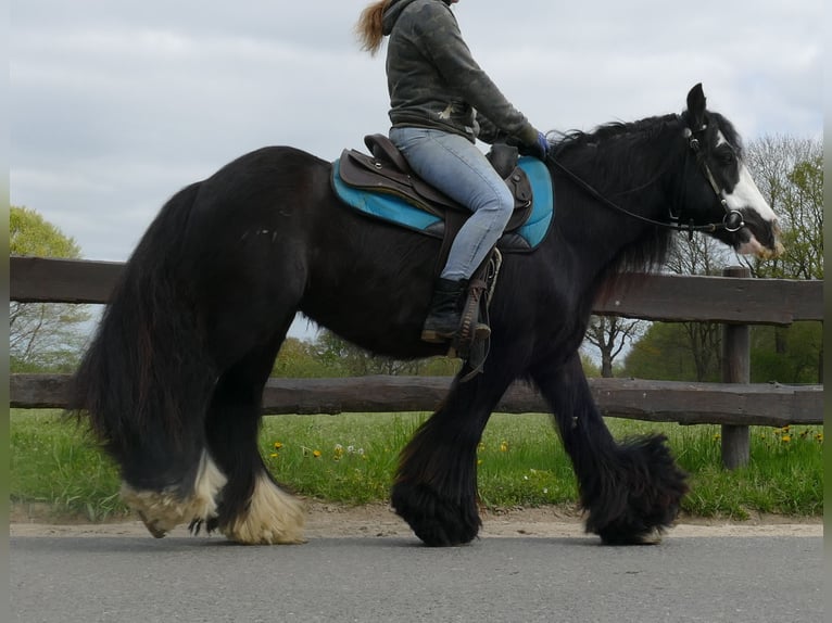 Cob Irlandese / Tinker / Gypsy Vanner Castrone 10 Anni 143 cm Morello in Sustrum