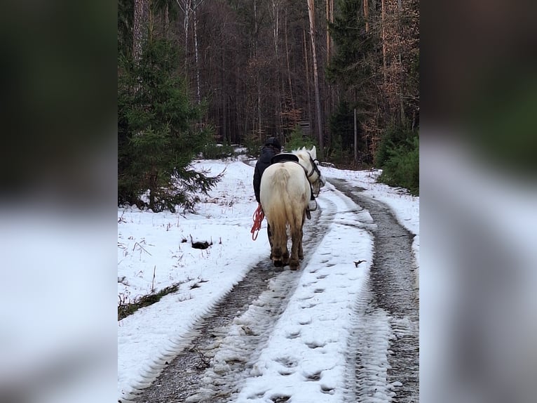 Cob Irlandese / Tinker / Gypsy Vanner Castrone 10 Anni 144 cm Bianco in Kaindorf