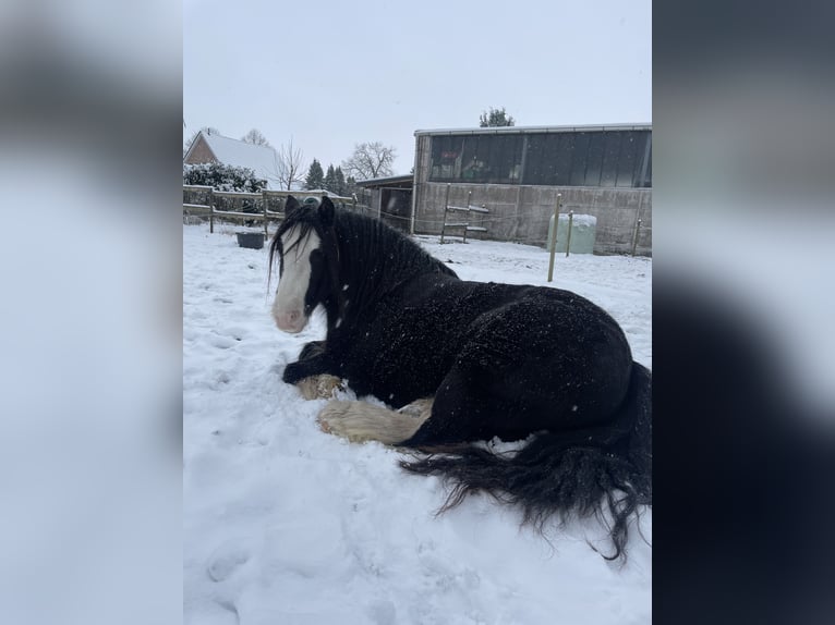 Cob Irlandese / Tinker / Gypsy Vanner Castrone 10 Anni 147 cm Morello in 25551 Lohbarbek