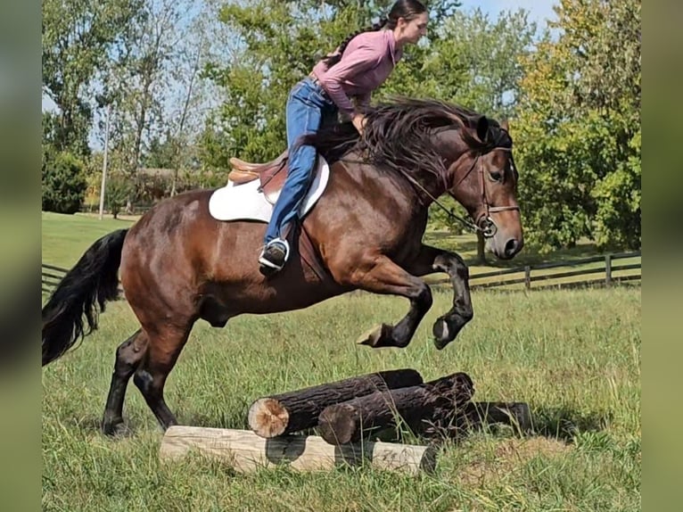 Cob Irlandese / Tinker / Gypsy Vanner Mix Castrone 10 Anni 150 cm Baio ciliegia in Robards