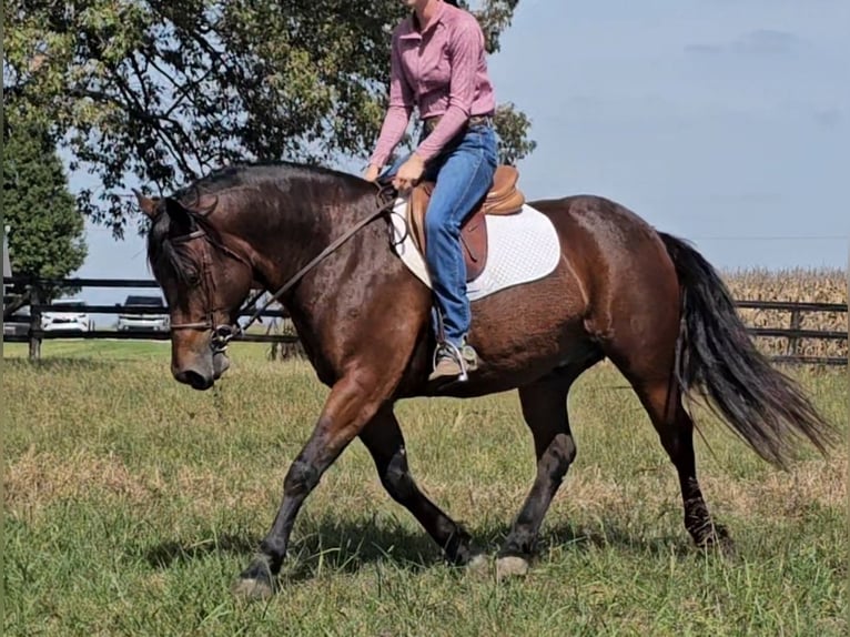 Cob Irlandese / Tinker / Gypsy Vanner Mix Castrone 10 Anni 150 cm Baio ciliegia in Robards