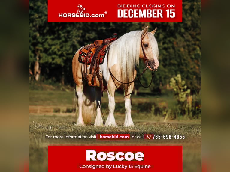 Cob Irlandese / Tinker / Gypsy Vanner Castrone 10 Anni 150 cm Pezzato in Mount Vernon