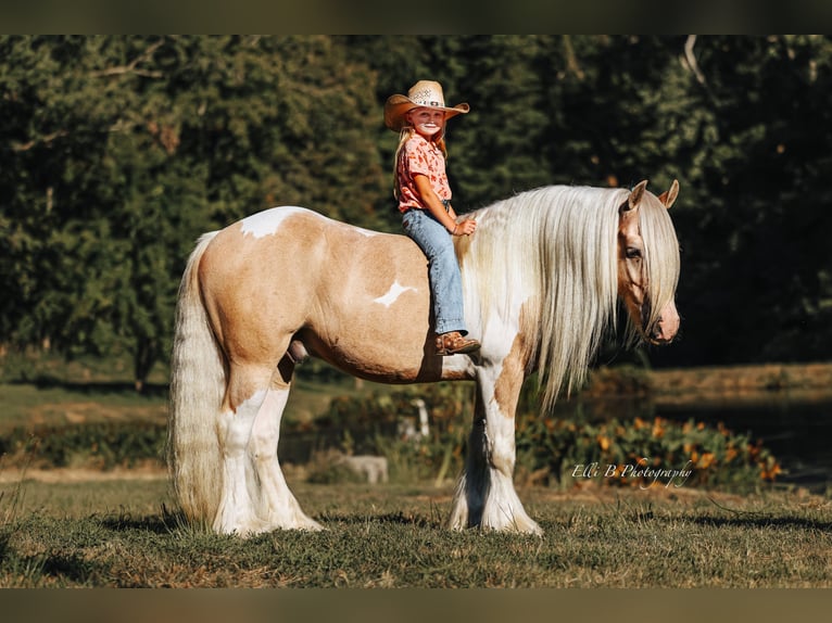Cob Irlandese / Tinker / Gypsy Vanner Castrone 10 Anni 150 cm Pezzato in Mount Vernon