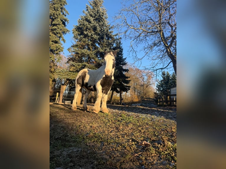 Cob Irlandese / Tinker / Gypsy Vanner Castrone 10 Anni 150 cm Pezzato in Wurzen