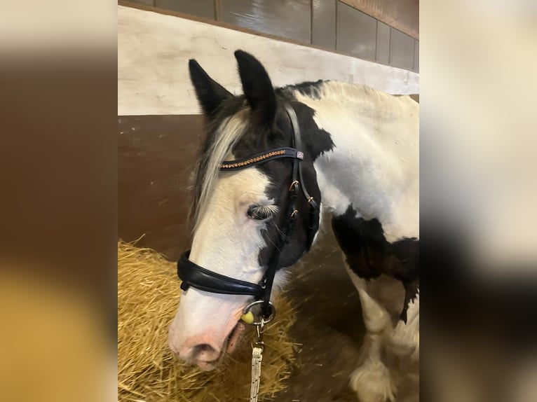 Cob Irlandese / Tinker / Gypsy Vanner Castrone 10 Anni 150 cm Pezzato in Wurzen