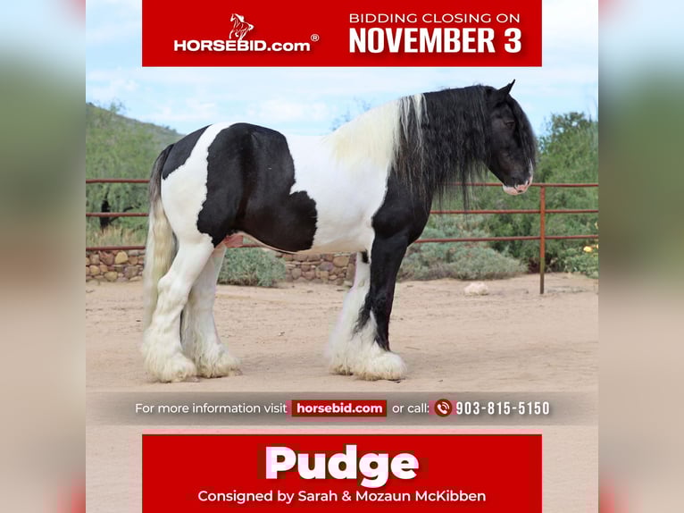 Cob Irlandese / Tinker / Gypsy Vanner Castrone 10 Anni 152 cm Pezzato in Cave Creek