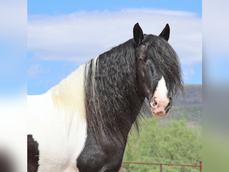 Cob Irlandese / Tinker / Gypsy Vanner Castrone 10 Anni 152 cm Pezzato in Cave Creek