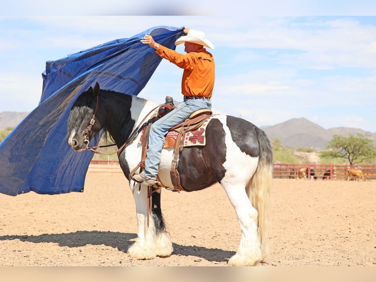 Cob Irlandese / Tinker / Gypsy Vanner Castrone 10 Anni 152 cm Pezzato in Cave Creek Cob Irlandese / Tinker / Gypsy Vanner Castrone 10 Anni 152 cm Pezzato in Cave Creek
